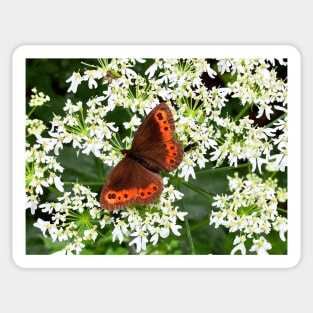 Orange Butterfly on white Lace Flowers Sticker